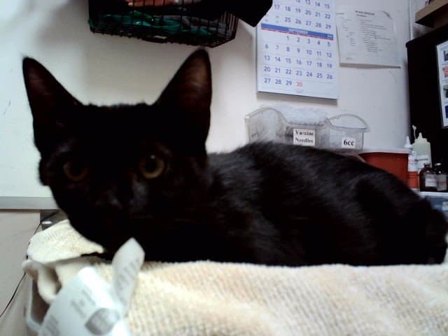 Unknown - Domestic Short Hair