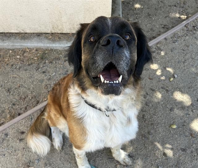 Unknown - Saint Bernard