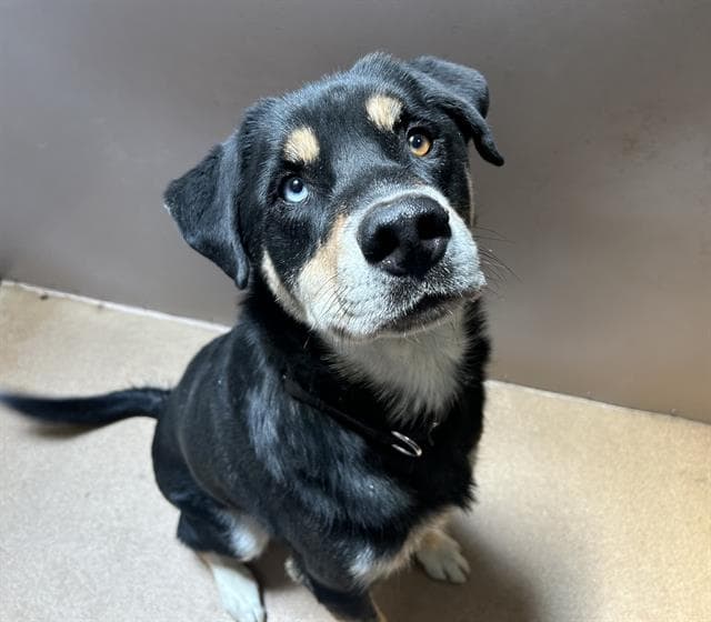 Doc - Labrador Retriever