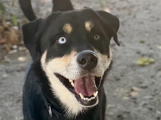 Doc - Labrador Retriever