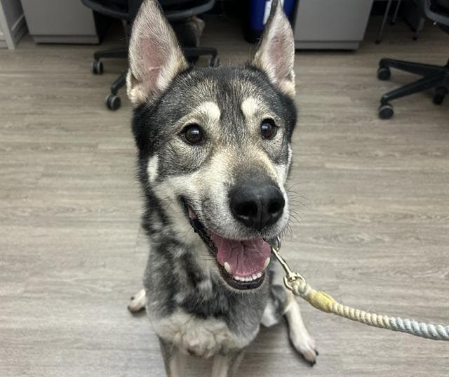 Rover - Siberian Husky