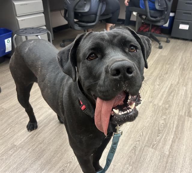 Sprouts - Cane Corso Mastiff