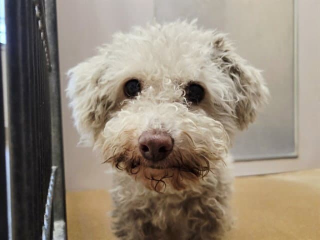 Cody - Poodle (Miniature)