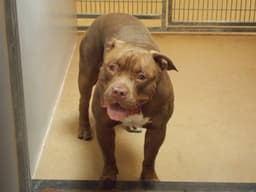 Canelo image 1