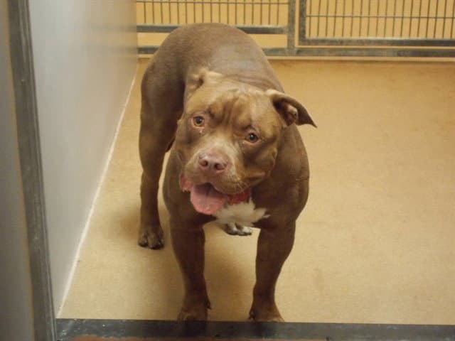 Canelo - Pit Bull Terrier