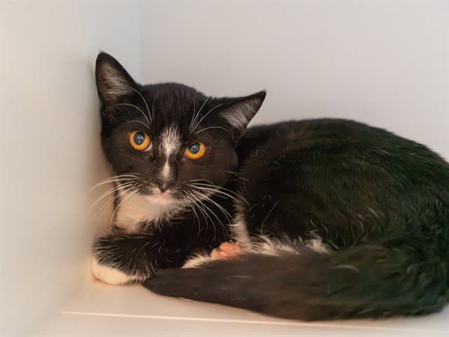 Unknown - Domestic Short Hair