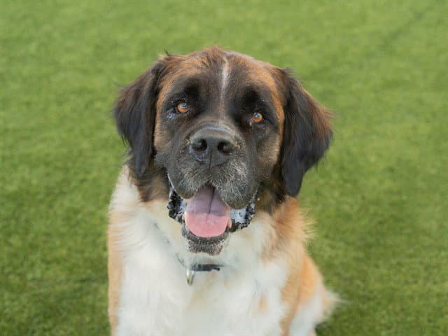 Freya - Saint Bernard