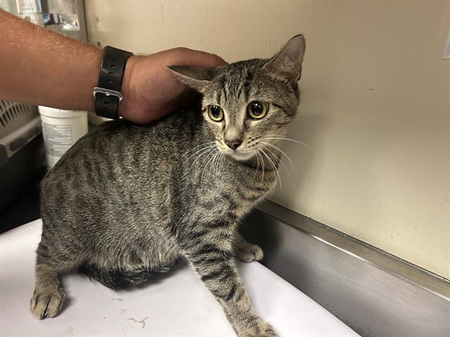 Unknown - Domestic Short Hair