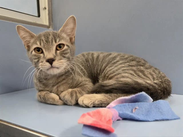 Unknown - Domestic Short Hair
