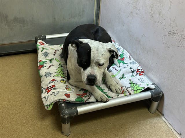 Wally Wackford - Pit Bull Terrier