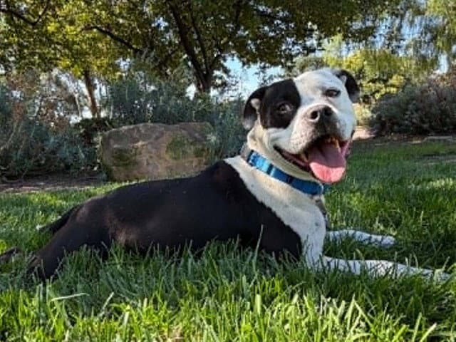 Wally Wackford - Pit Bull Terrier