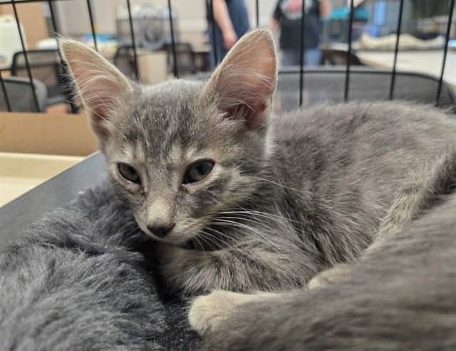 Corfu - Domestic Short Hair