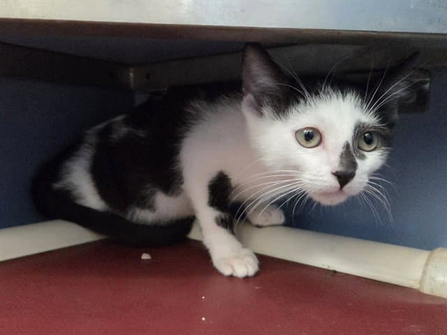 Lollie - Domestic Short Hair