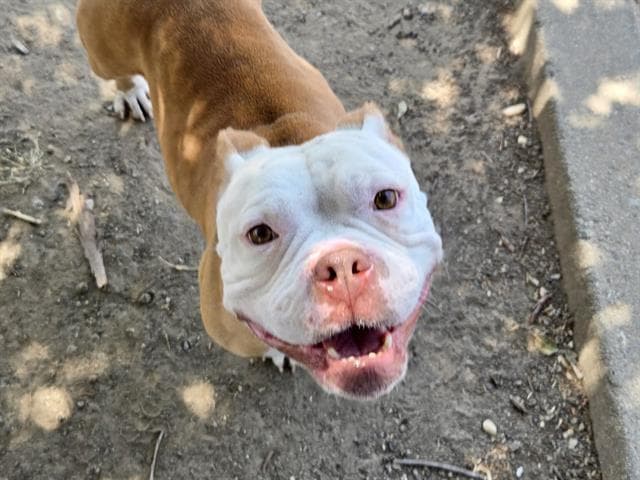 Lenora - Pit Bull Terrier