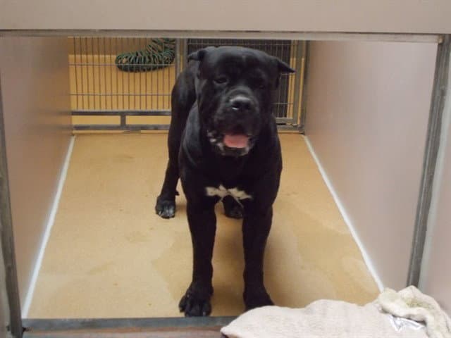 Alf - Cane Corso Mastiff