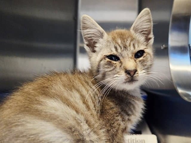 Unknown - Domestic Short Hair