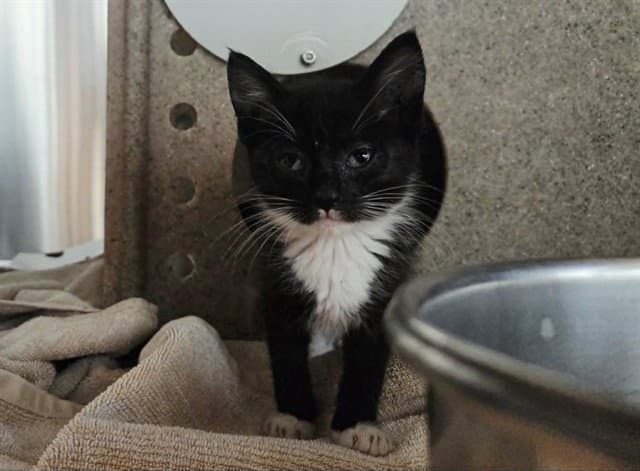 Unknown - Domestic Short Hair