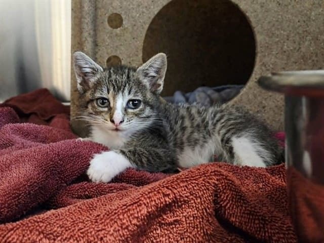 Unknown - Domestic Short Hair
