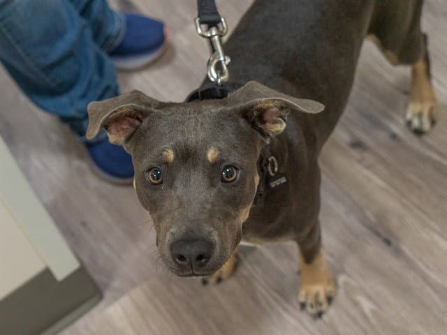 Aldi - Pit Bull Terrier