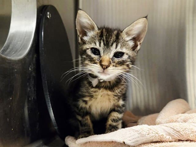 Unknown - Domestic Short Hair