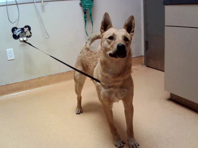 Puffy - German Shepherd Dog
