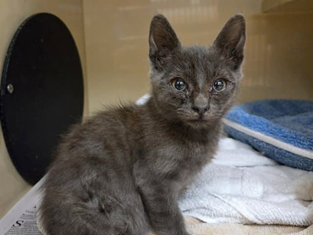Unknown - Domestic Short Hair