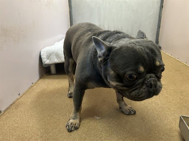 Nokey - French Bulldog