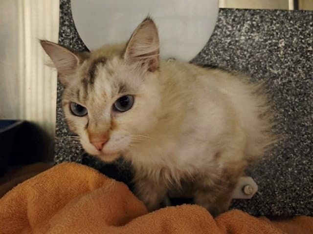 Cream Puff - Domestic Medium Hair