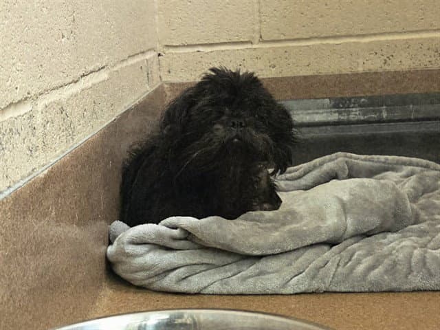 Teddy Bear - Shih Tzu