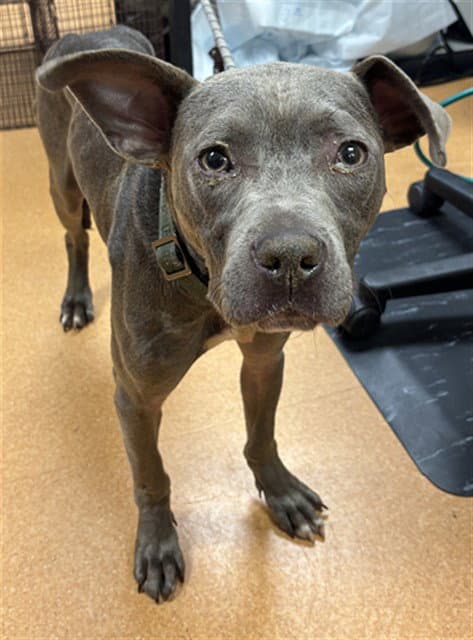 Young Gravy - Pit Bull Terrier