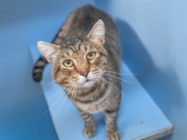 Farallon - Domestic Short Hair