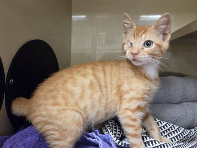 Fanta - Domestic Short Hair