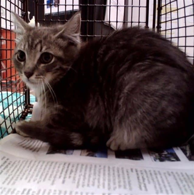 Frampton - Domestic Short Hair