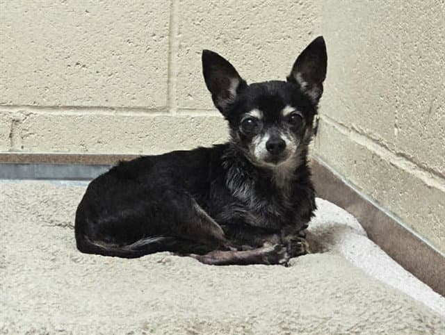 Lexie - Chihuahua