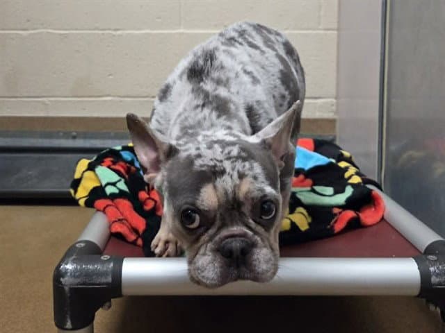 Tre - French Bulldog