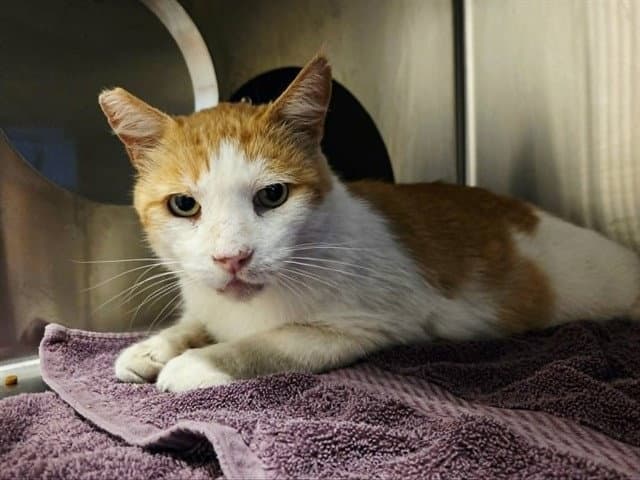 Malcolm - Domestic Short Hair