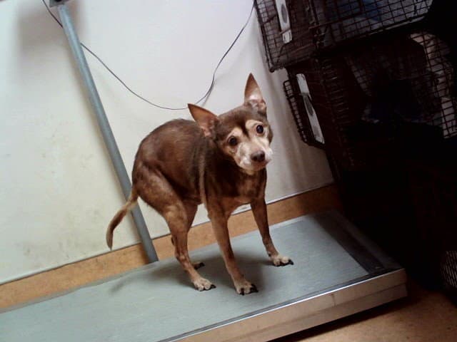 Unknown - Terrier