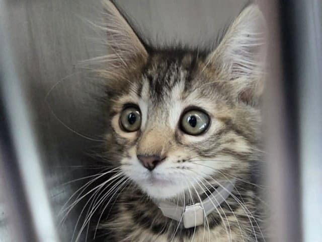 Unknown - Domestic Medium Hair