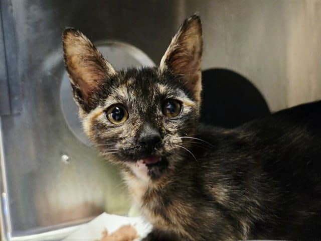 Unknown - Domestic Short Hair