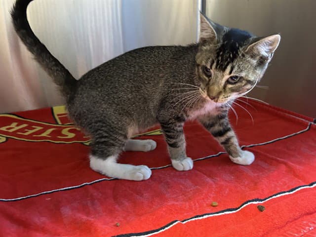 Unknown - Domestic Short Hair
