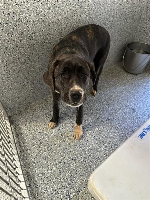 Clementine - Pit Bull Terrier