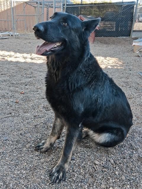 Lulu - German Shepherd Dog