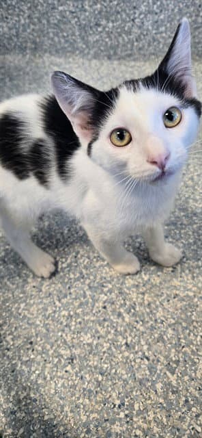 Felix - Domestic Short Hair