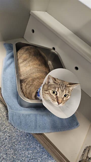 Monroe - Domestic Short Hair