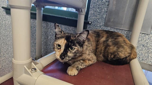 Sherbert - Domestic Short Hair