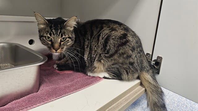 Tibbs - Domestic Long Hair