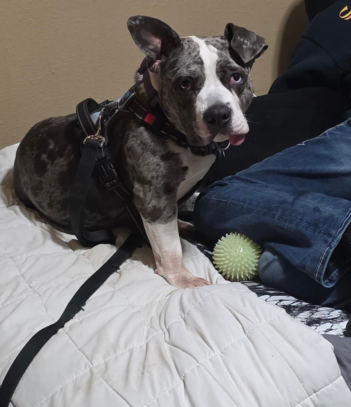 Star - American Pit Bull Terrier