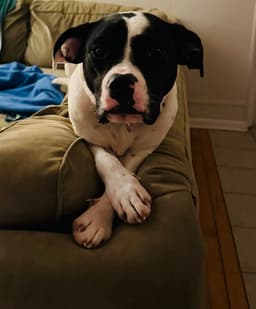 Dottie image 1