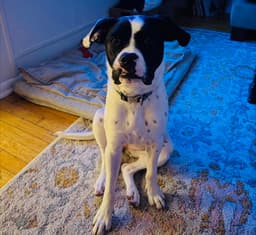 Dottie image 3