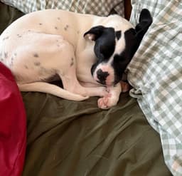 Dottie image 4